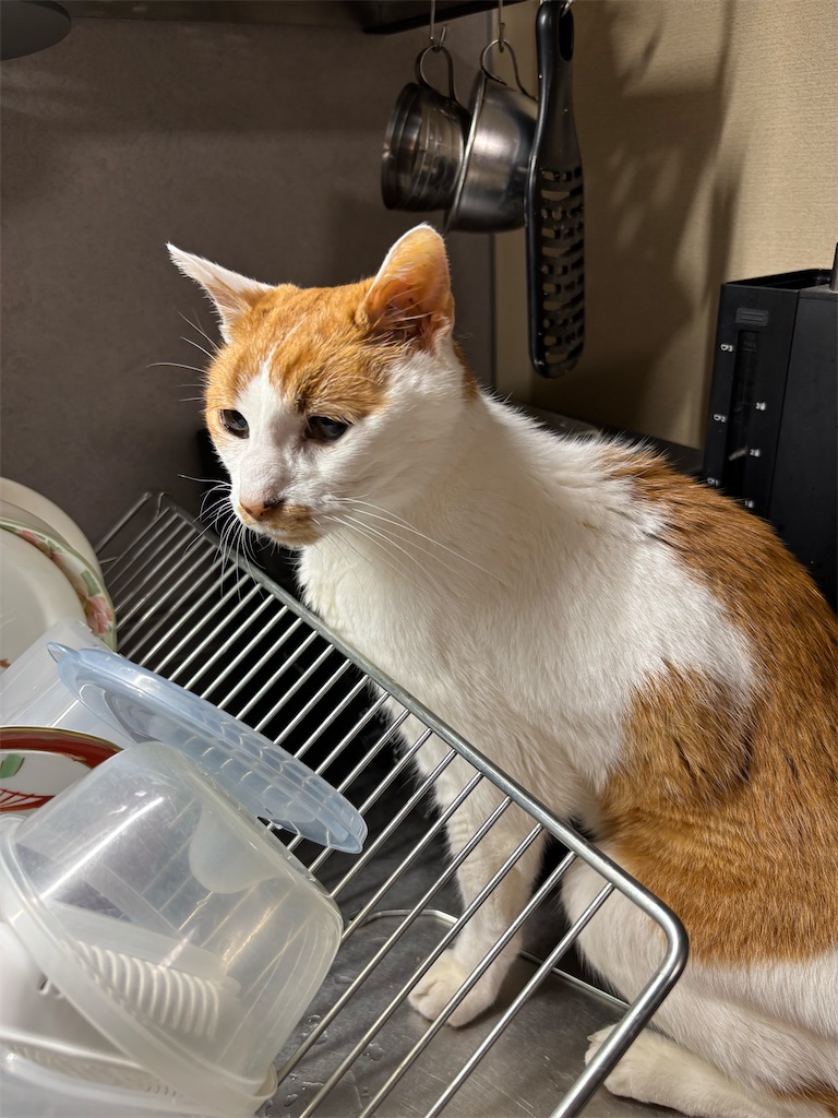 f:id:debunekosuki:20251016213010j:image