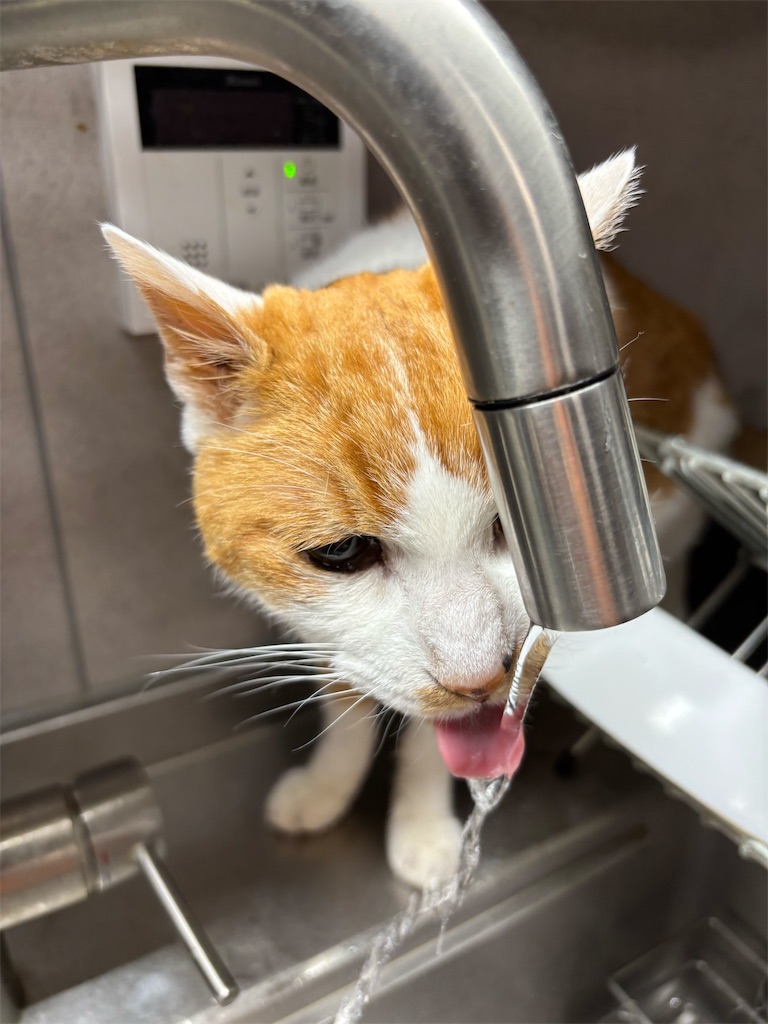 f:id:debunekosuki:20251016213100j:image