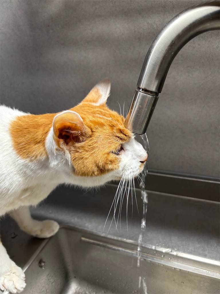 f:id:debunekosuki:20251019104201j:image