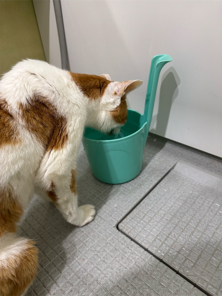 f:id:debunekosuki:20251019104553j:image