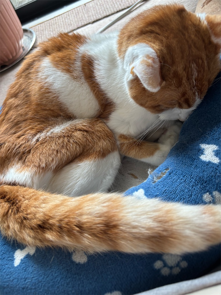 f:id:debunekosuki:20251019130043j:image