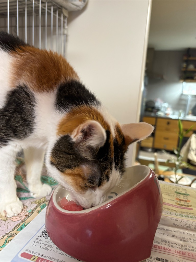 f:id:debunekosuki:20260119195323j:image