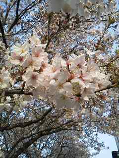 f:id:deco-noriko:20170412073800j:image