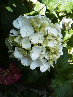 f:id:deco-noriko:20170620081607j:image
