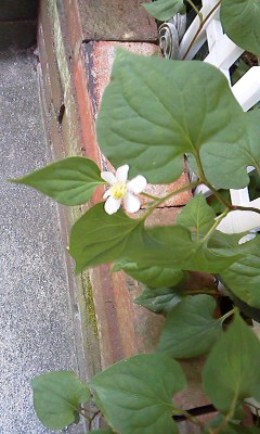f:id:deco-noriko:20170629080136j:image