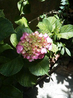 f:id:deco-noriko:20170630215925j:image
