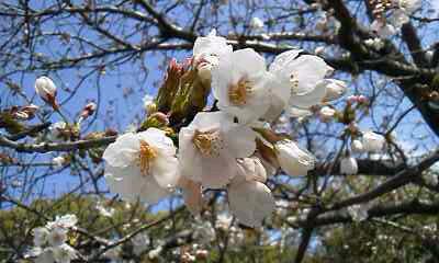 f:id:deco-noriko:20180324003214j:image