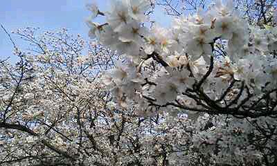 f:id:deco-noriko:20180326100921j:image