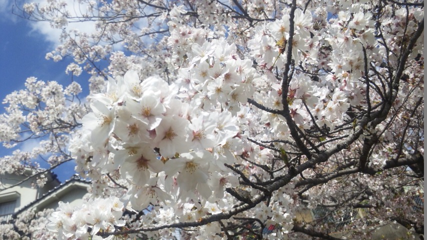 f:id:deco-noriko:20200411164927j:plain