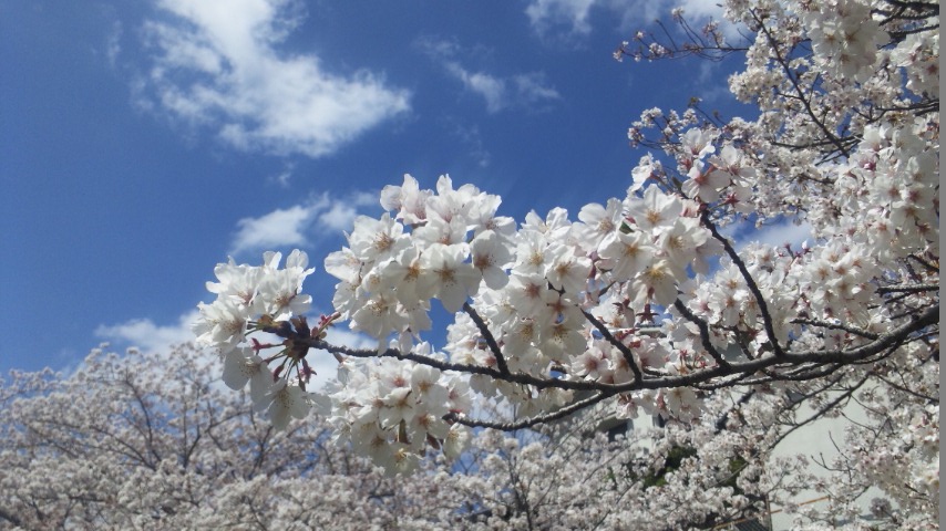 f:id:deco-noriko:20200411164948j:plain