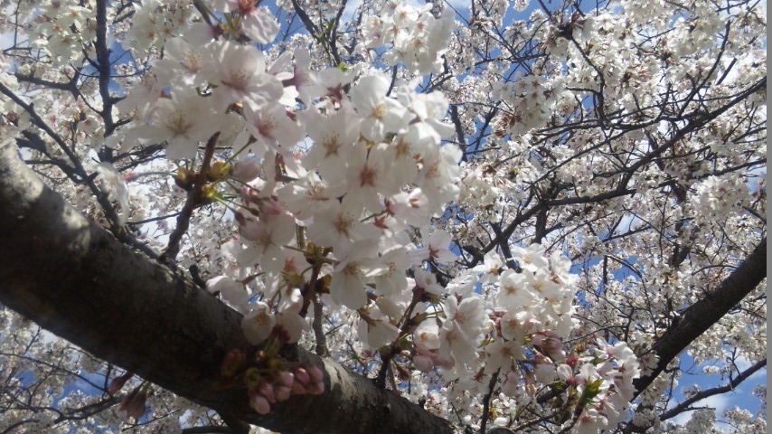 f:id:deco-noriko:20200411165010j:plain
