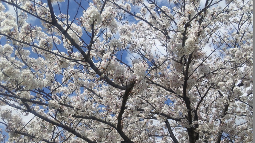 f:id:deco-noriko:20200411165029j:plain