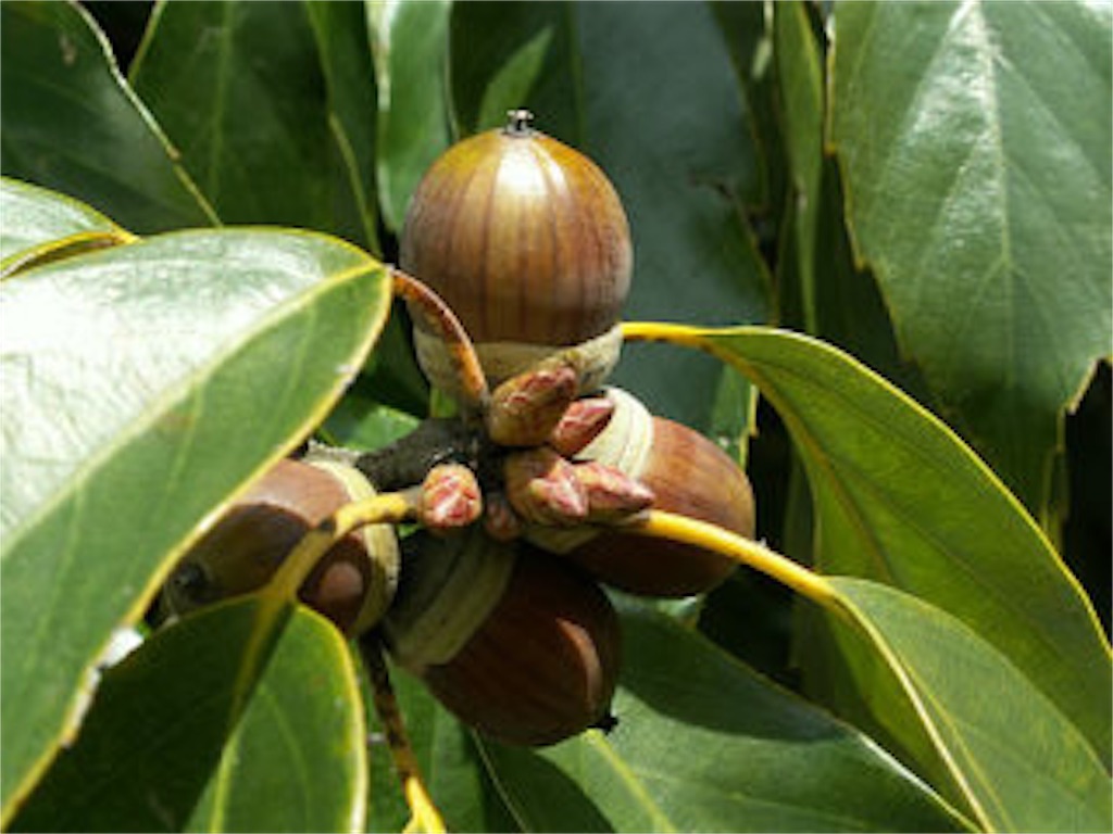 f:id:deco-pin-love:20161105153651j:image