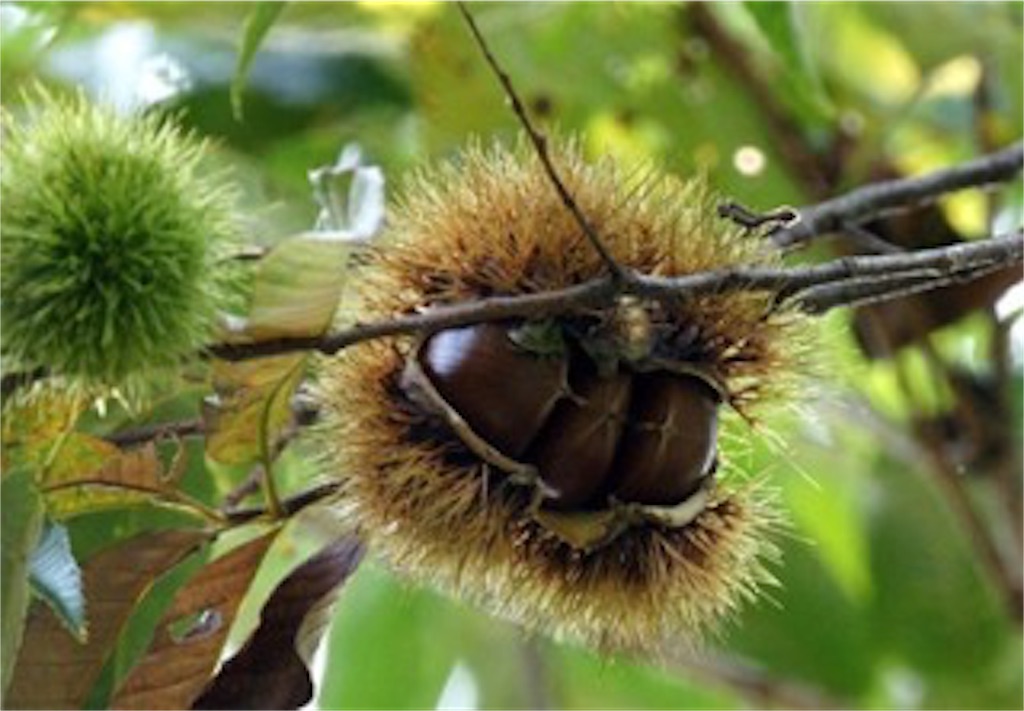 f:id:deco-pin-love:20161105154024j:image