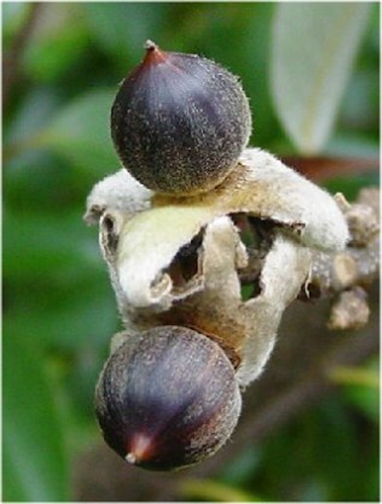 f:id:deco-pin-love:20161105154036j:image