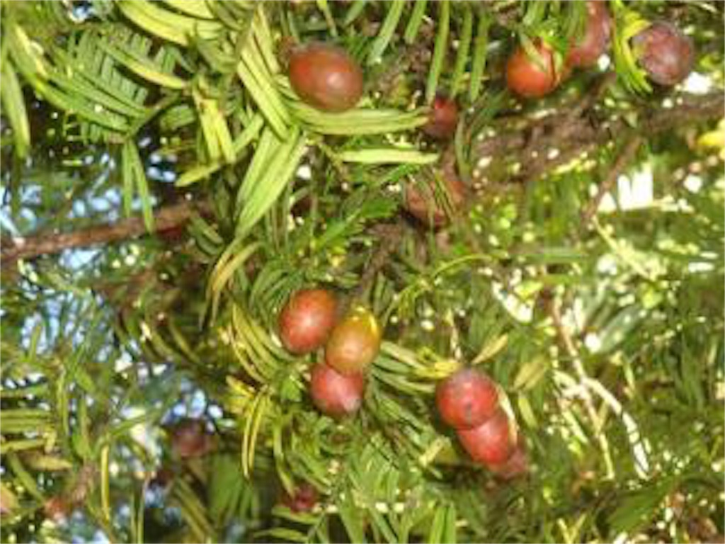 f:id:deco-pin-love:20161105154344j:image