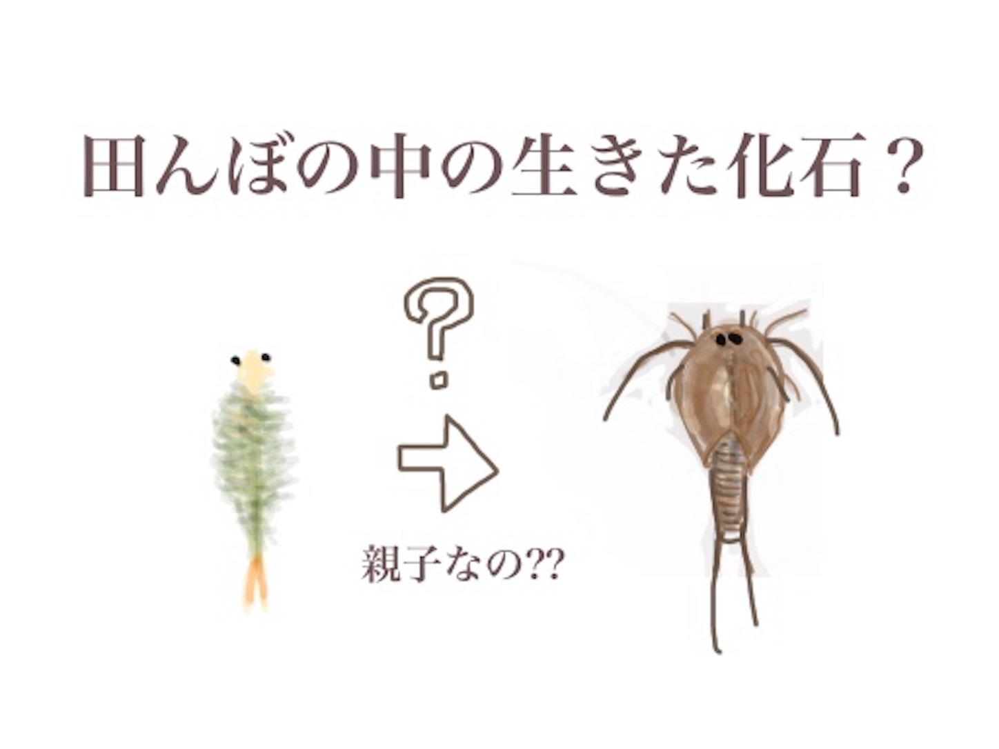 ホネホネロック 田んぼの中の生きた化石 カブトエビ でこぼこーど