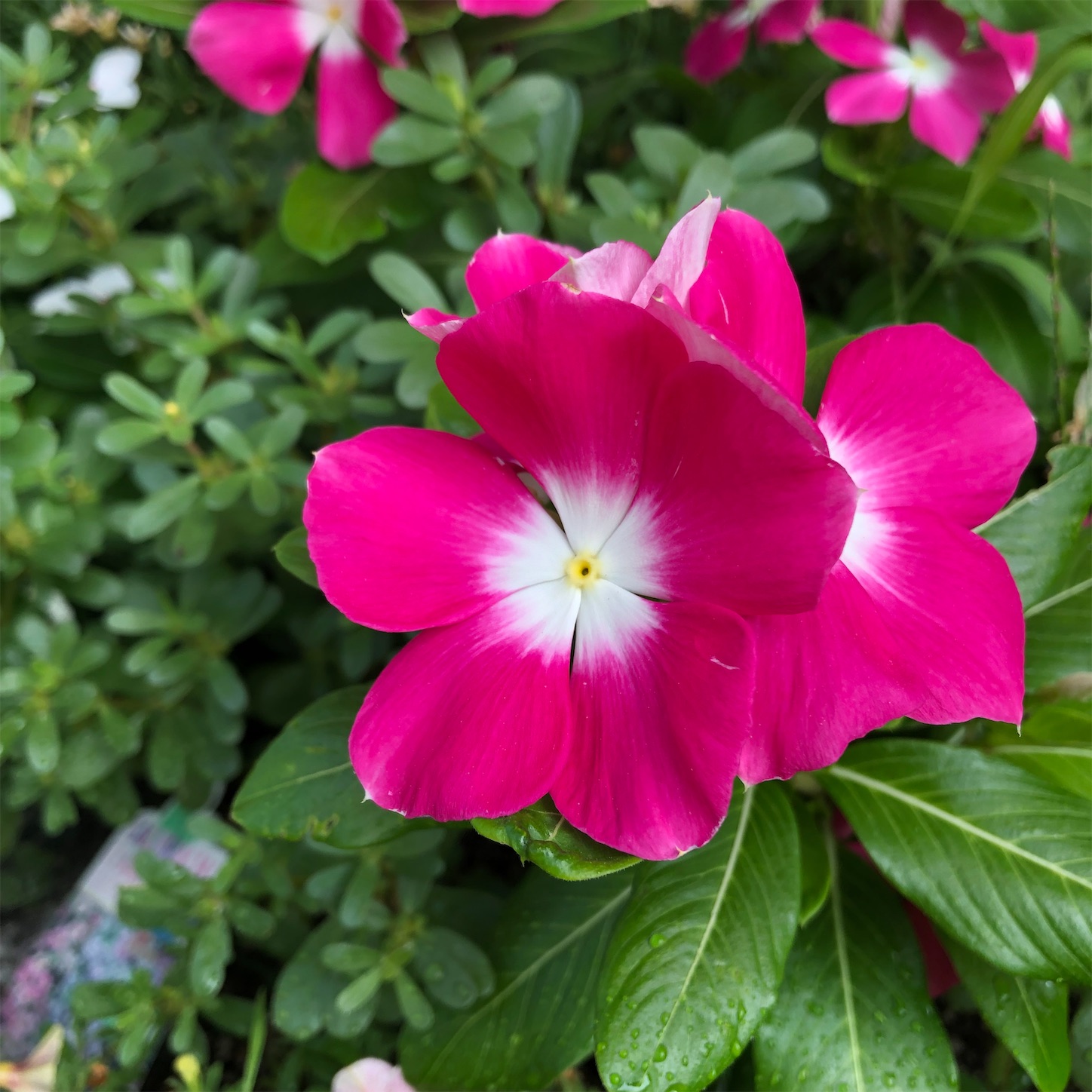 f:id:decobocode:20190809015154j:image