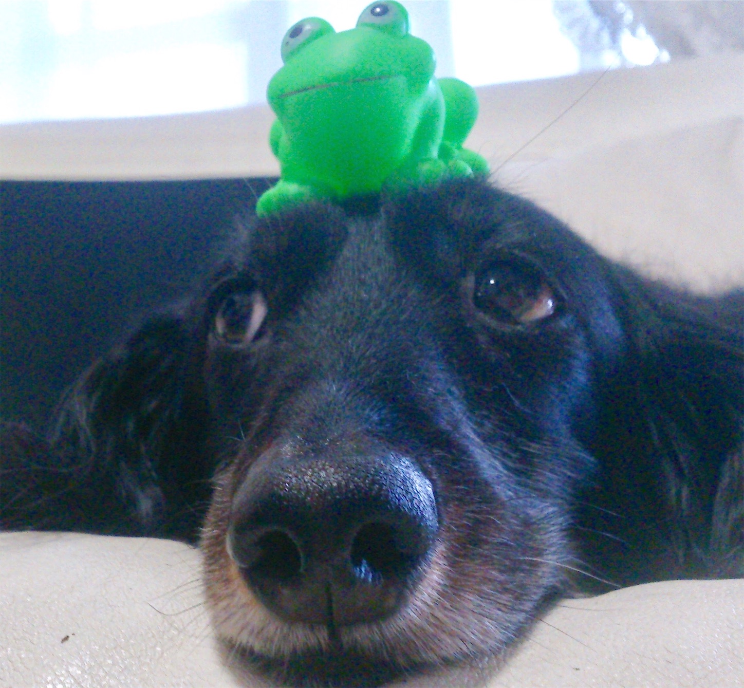 f:id:decobocode:20190811200509j:image