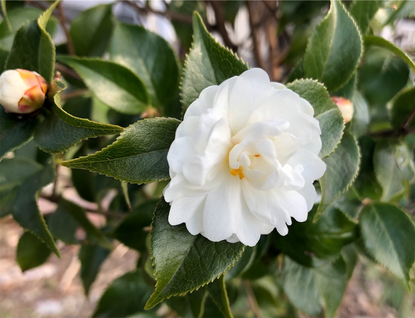 f:id:decobocode:20210418161447j:image