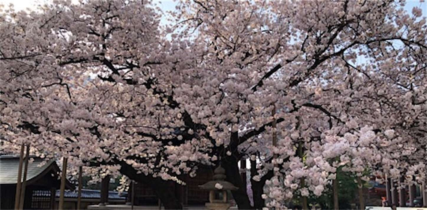 博多　東長寺の桜
