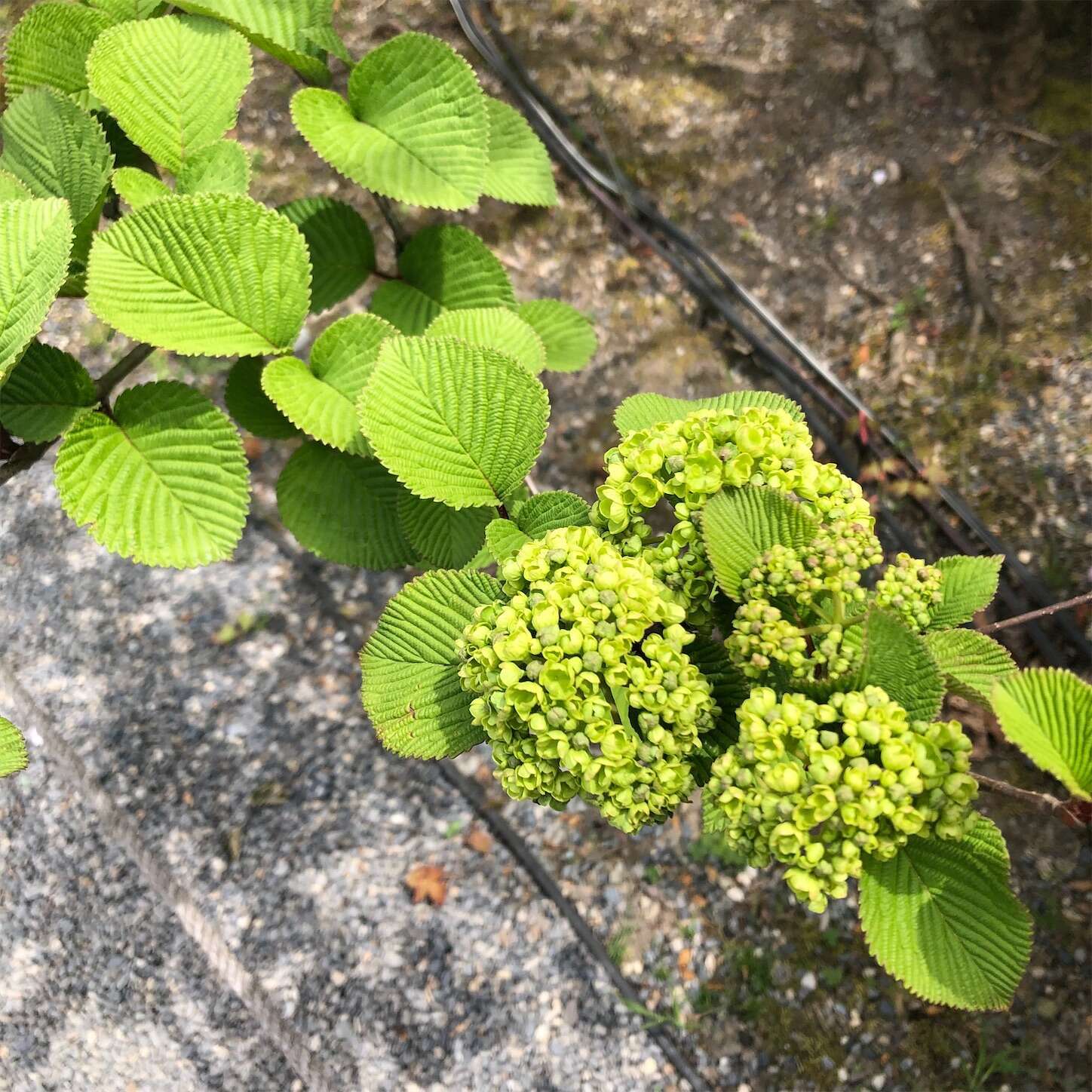 f:id:decobocode:20240420160809j:image