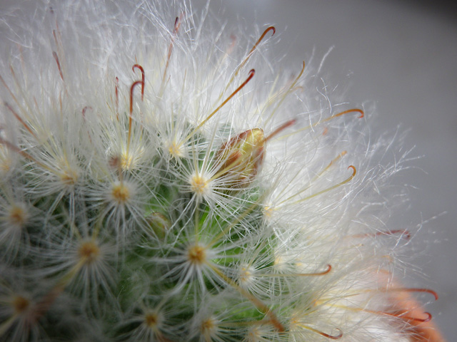 f:id:decrow:20110728141349j:image:w200:left