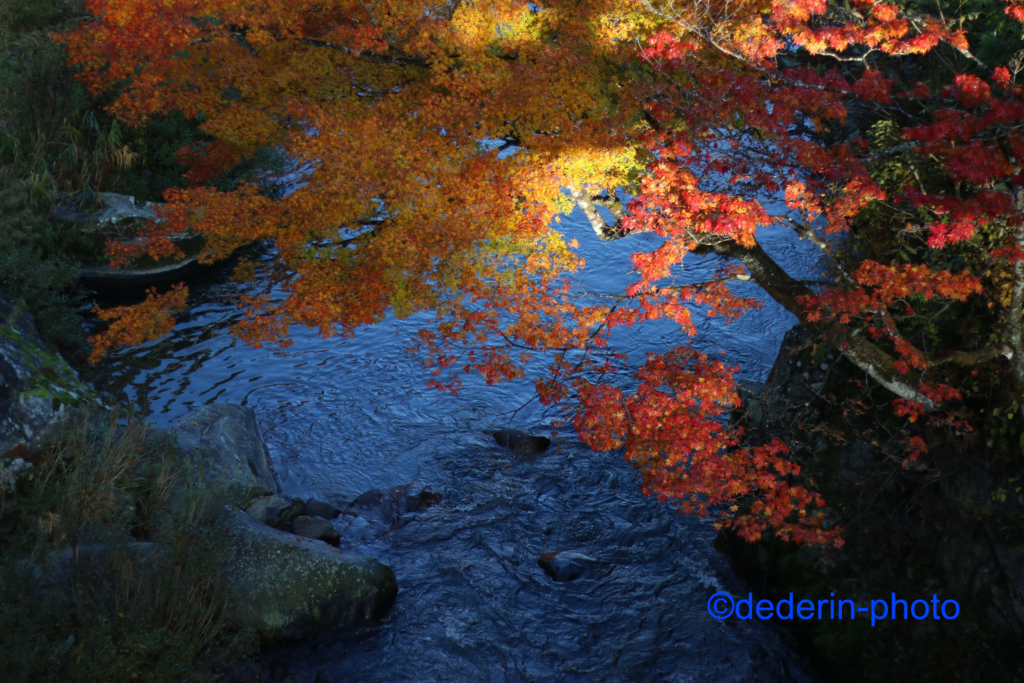 f:id:dederin-photo:20161118002618j:plain