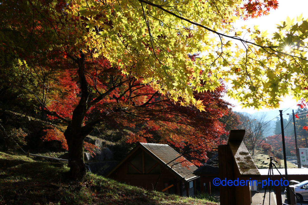 f:id:dederin-photo:20161118002623j:plain