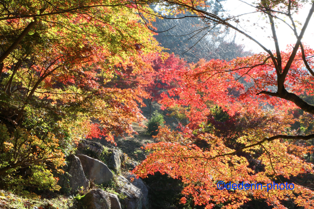 f:id:dederin-photo:20161118002629j:plain