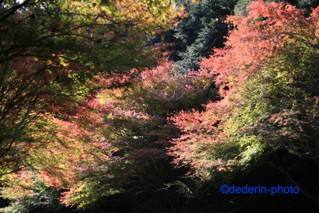 f:id:dederin-photo:20161118002633j:plain