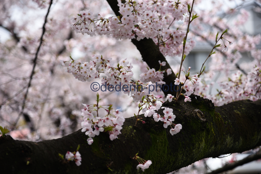 f:id:dederin-photo:20170411005233j:plain