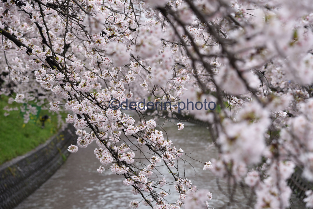 f:id:dederin-photo:20170411005235j:plain