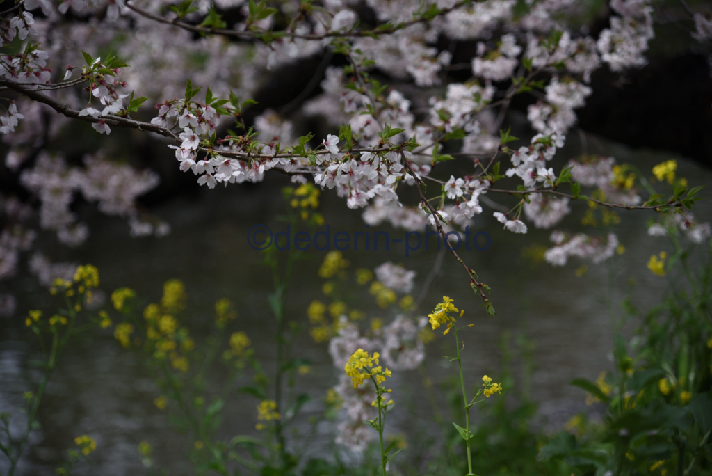f:id:dederin-photo:20170411005239j:plain