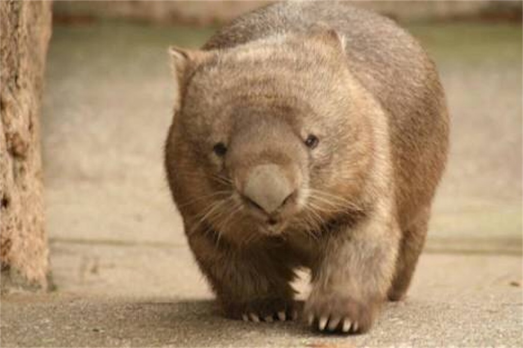 f:id:deebtomy8823:20170818151235j:image