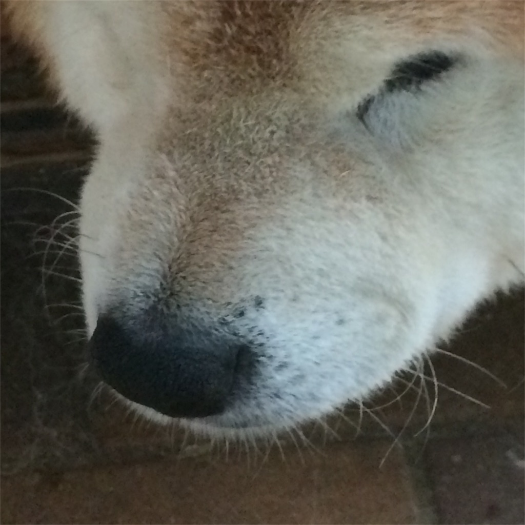 f:id:deebtomy8823:20171018213323j:image