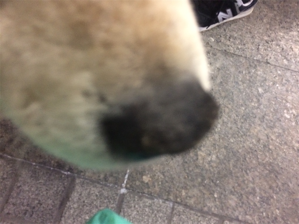 愛犬りょう14鼻カサカサ アヒージョ好きのビーバー