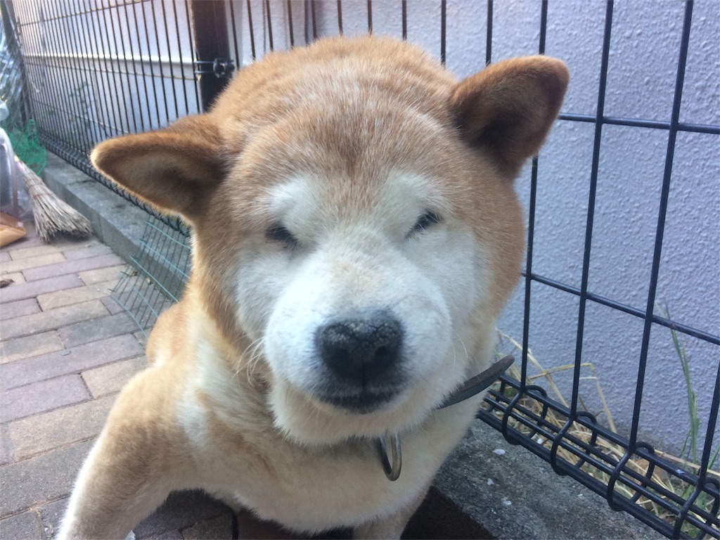 f:id:deebtomy8823:20171217174128j:image