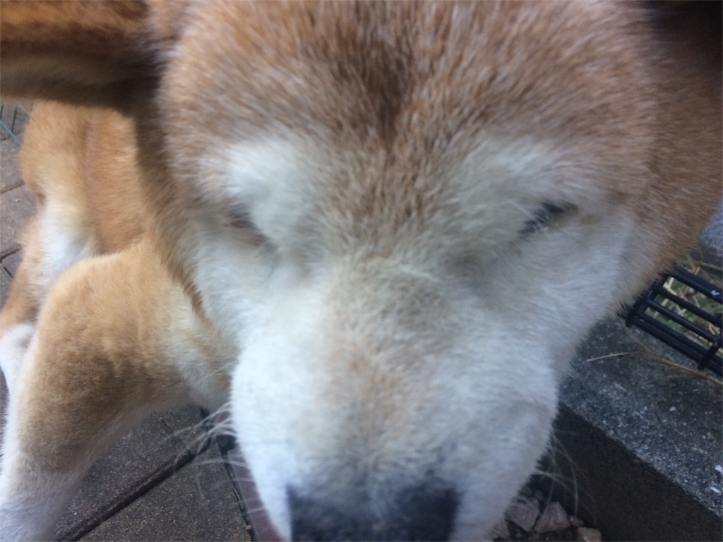 f:id:deebtomy8823:20171217174207j:image