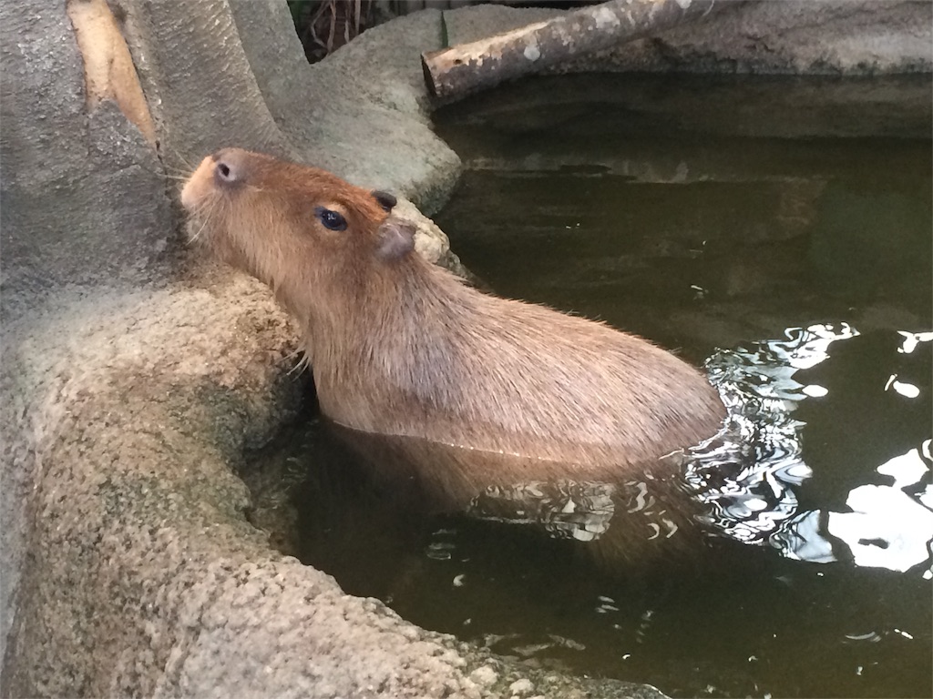 f:id:deebtomy8823:20180201150338j:image