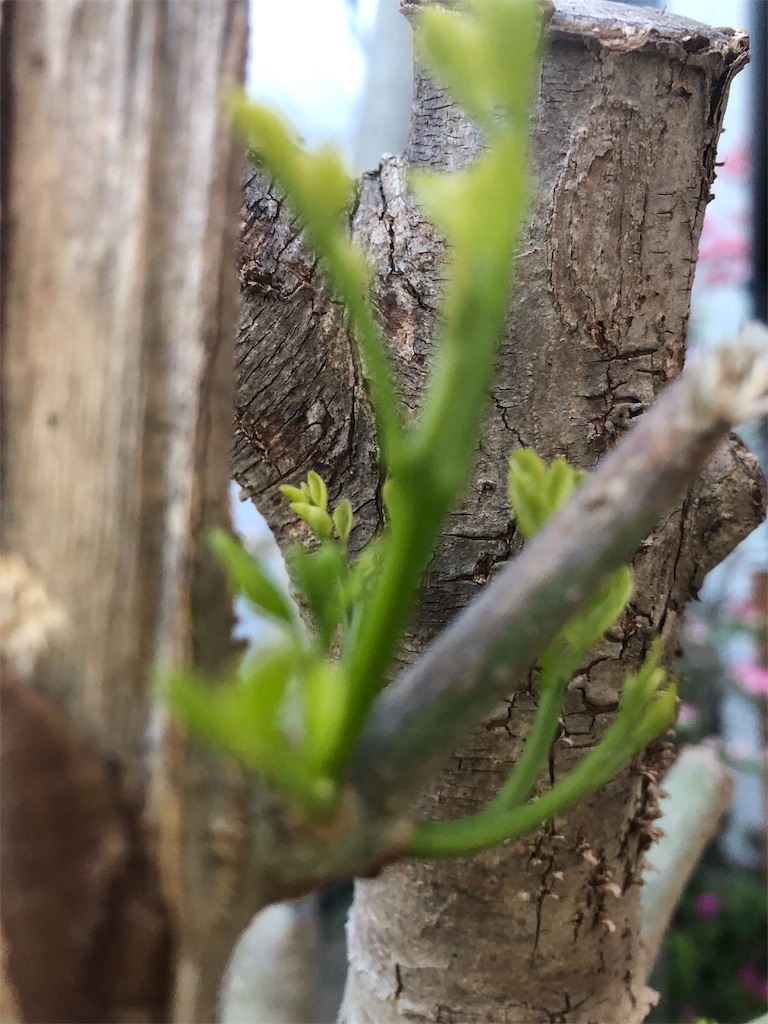 f:id:deebtomy8823:20180418183055j:image