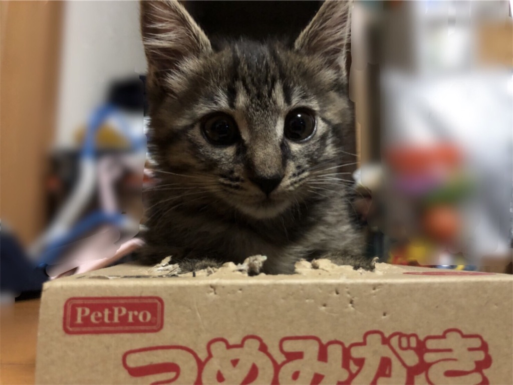 f:id:deebtomy8823:20180723120210j:image