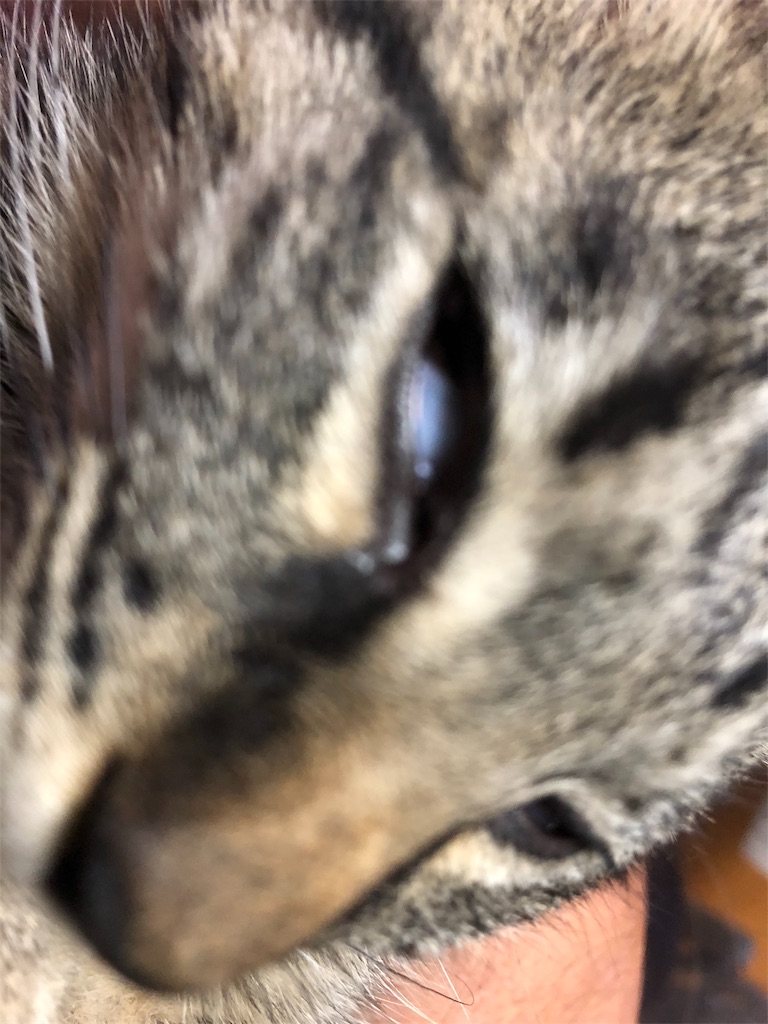 f:id:deebtomy8823:20180821234316j:image f:id:deebtomy8823:20180821234316j:image