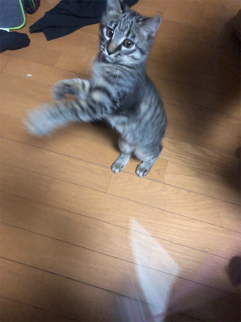 f:id:deebtomy8823:20180908171217j:image f:id:deebtomy8823:20180908171217j:image