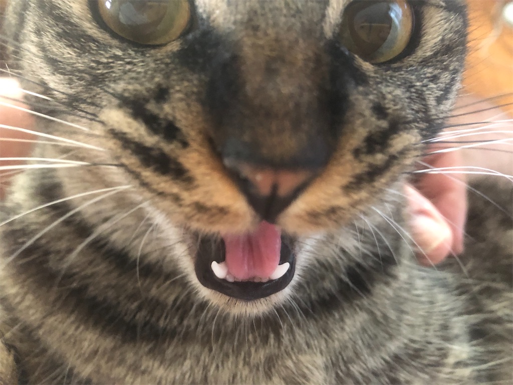 f:id:deebtomy8823:20190808184138j:image