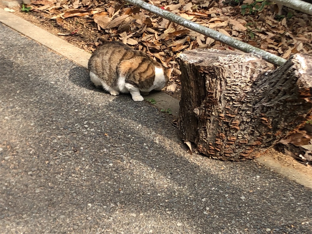 f:id:deebtomy8823:20191211164909j:image