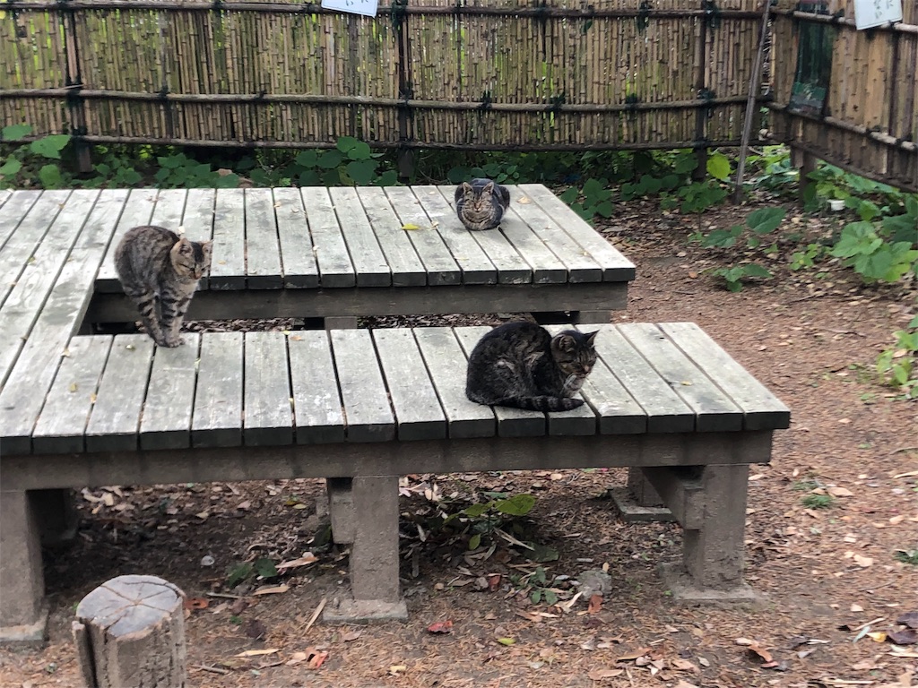 f:id:deebtomy8823:20191222095253j:image