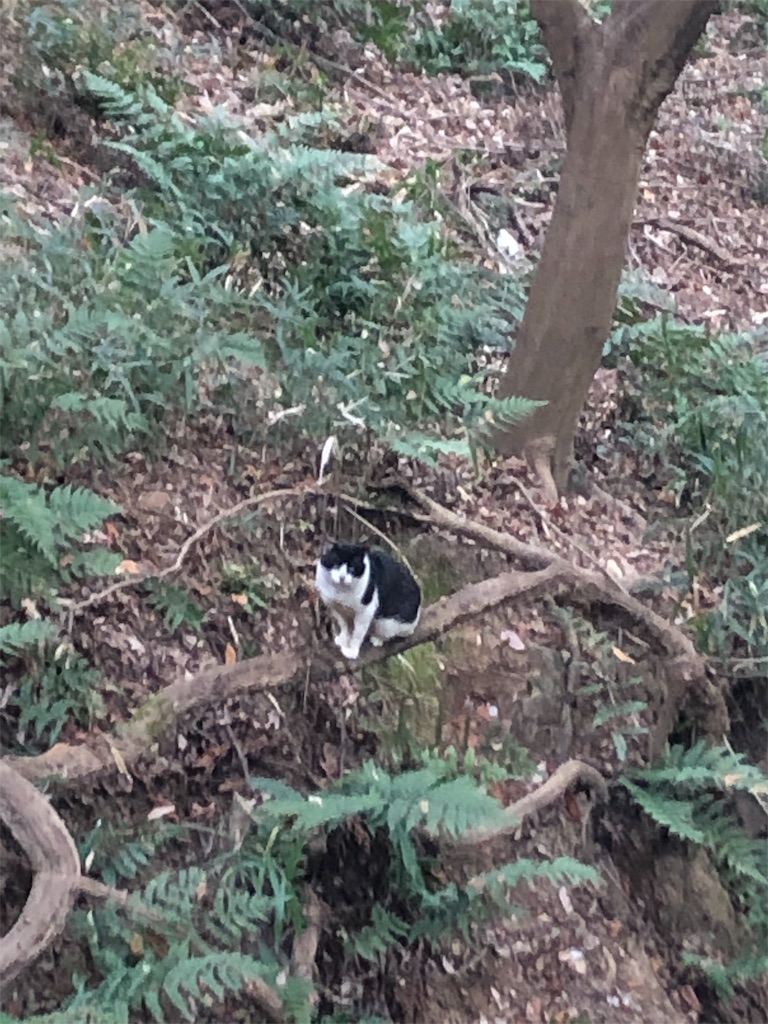 f:id:deebtomy8823:20191222095345j:image