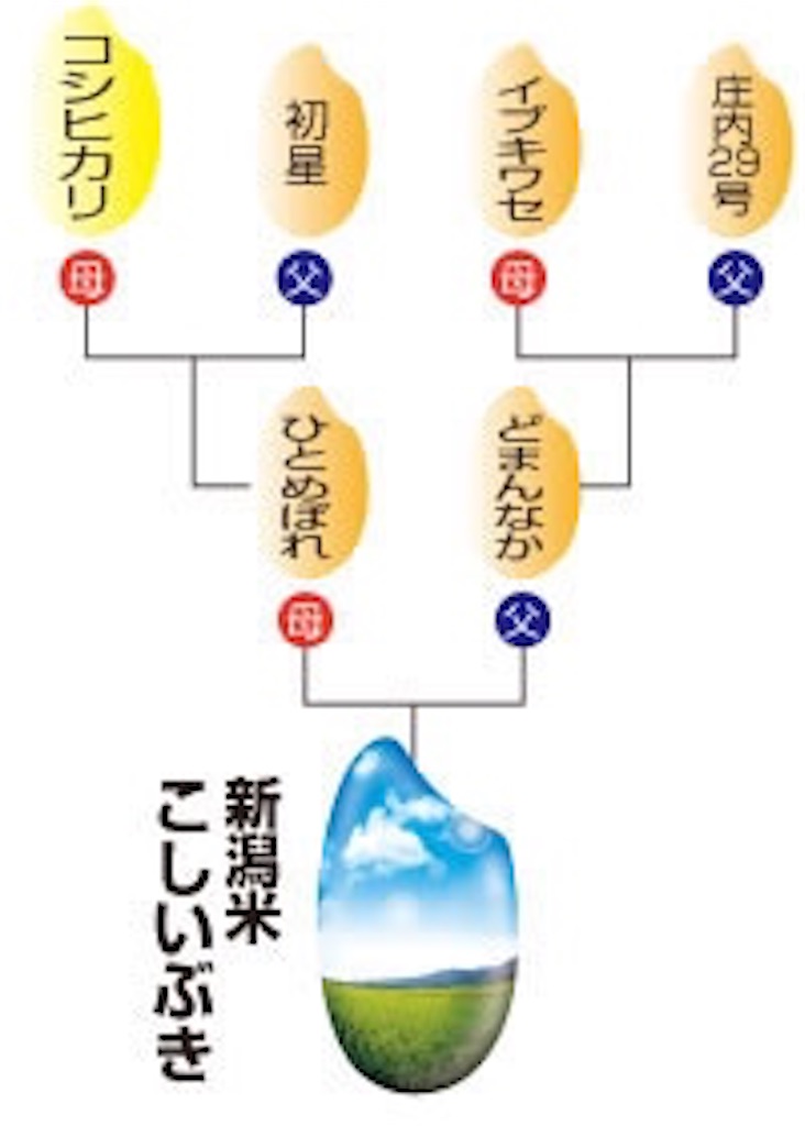 f:id:deebtomy8823:20200816221734j:image