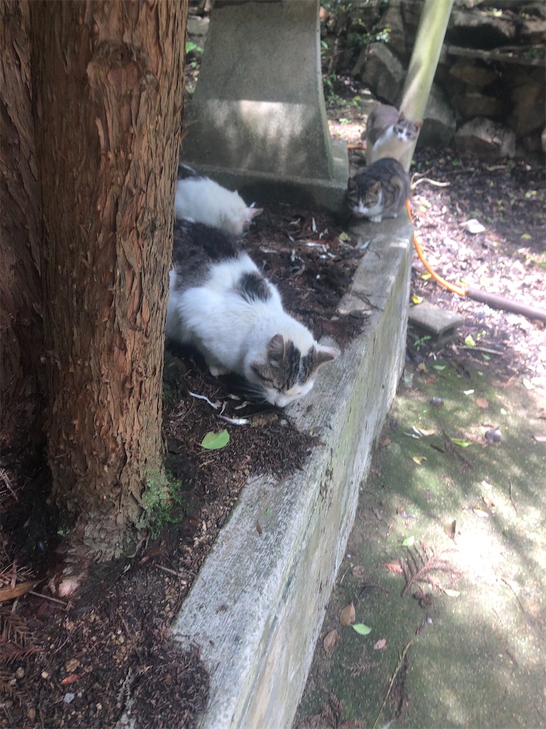 f:id:deebtomy8823:20210522185524j:image